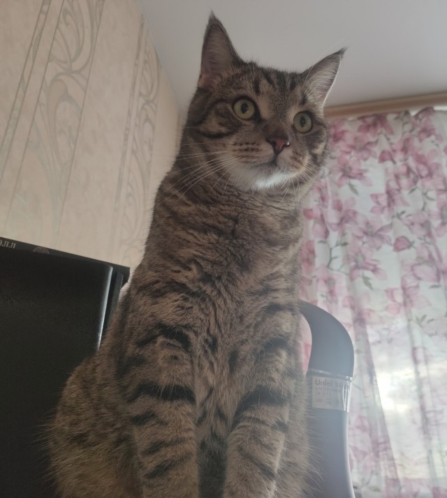 Котовторник 14.09.2021