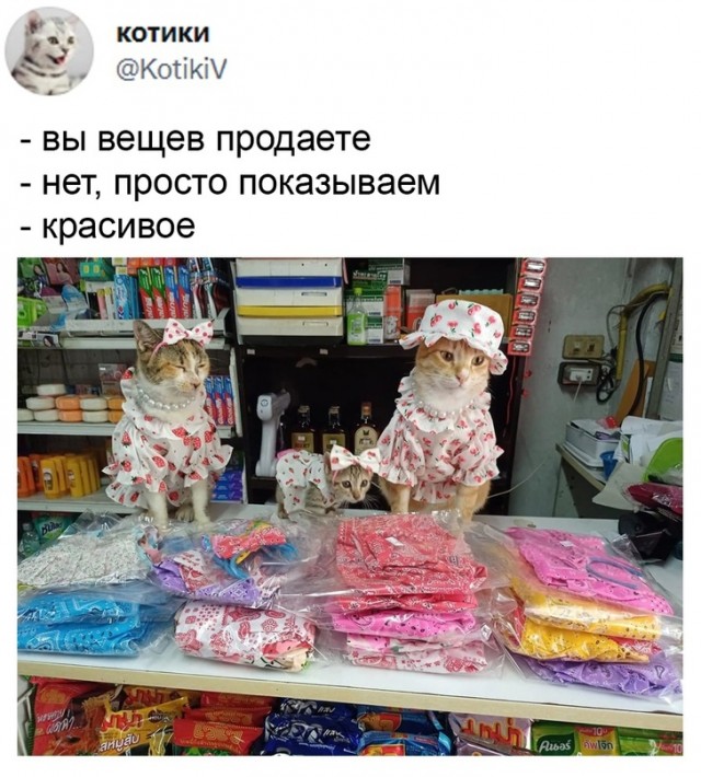 Картинки и мемы для настроения 23.11.2021