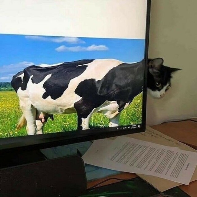 Картинки и мемы для настроения 13.12.2021