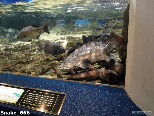 SeaworlD  Япония