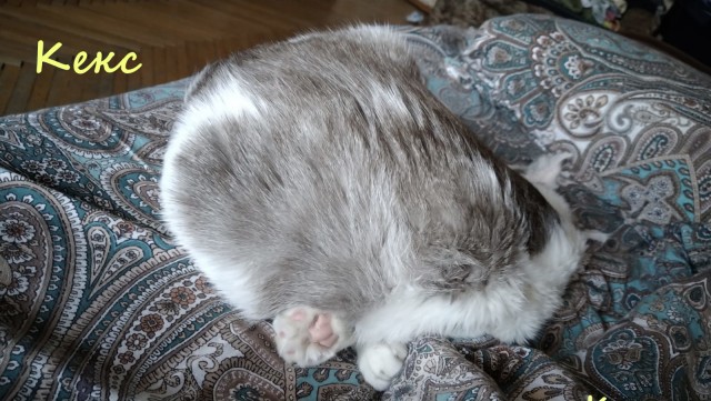 Жизнь домашнего приюта "Котоленд" 328