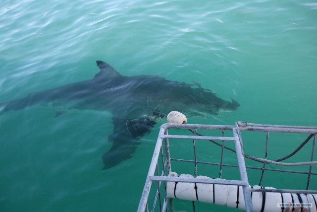 ЮАР, Замбия, Ботсвана