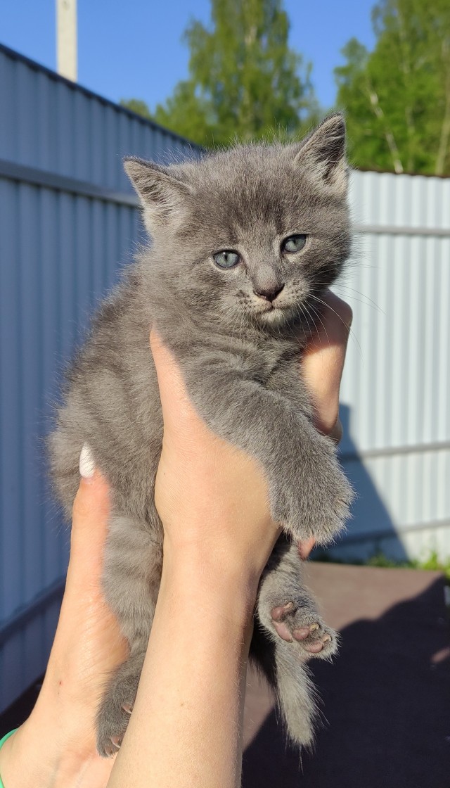 Кот д’Ивуар
