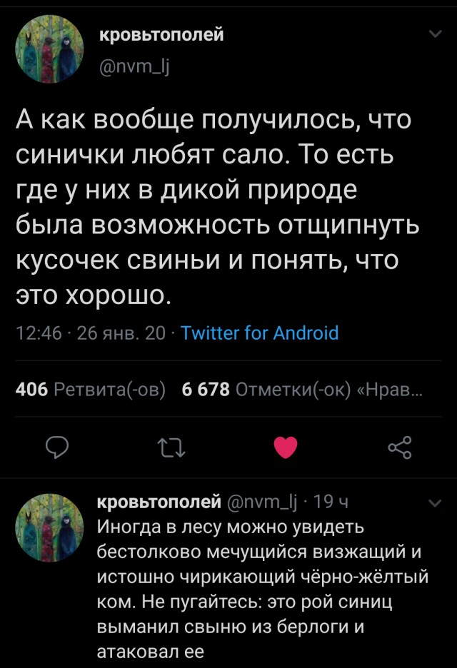 50 интересных фактов о синицах