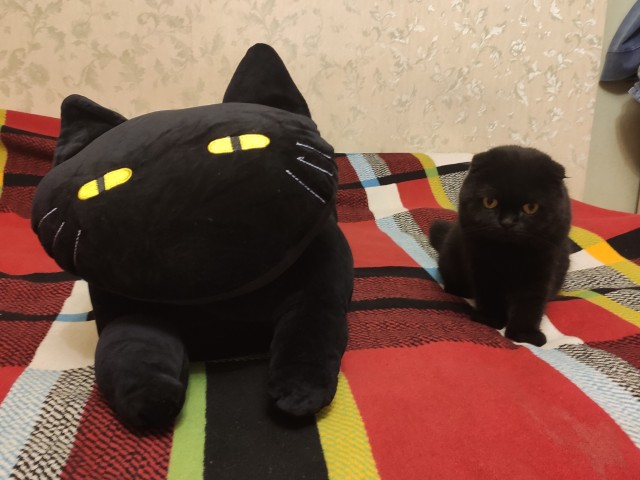 Чёрные коты не такие