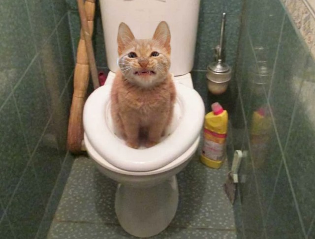 Вожак стаи