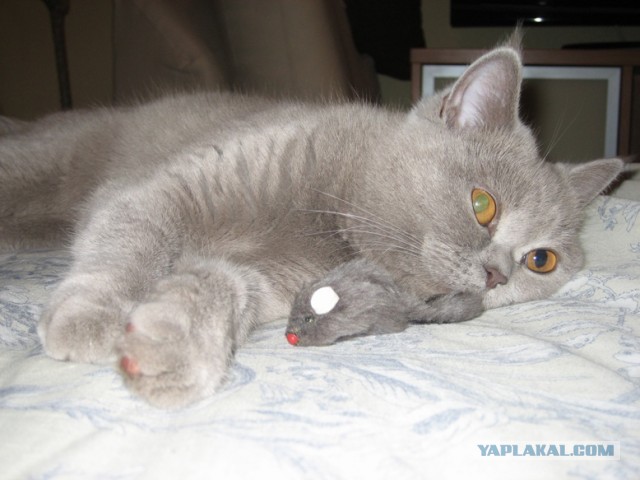 Котовторник 16.04.2013