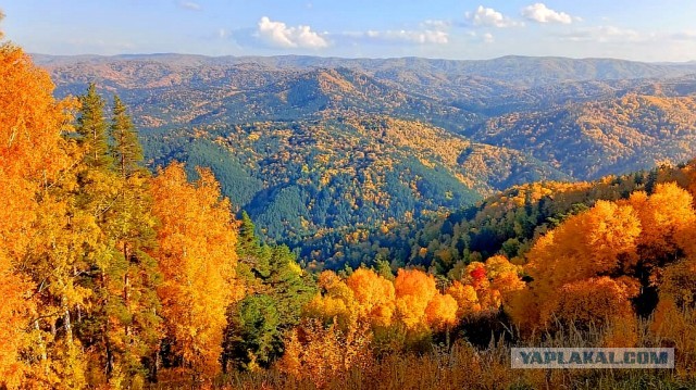 Красивые фото ЯПа