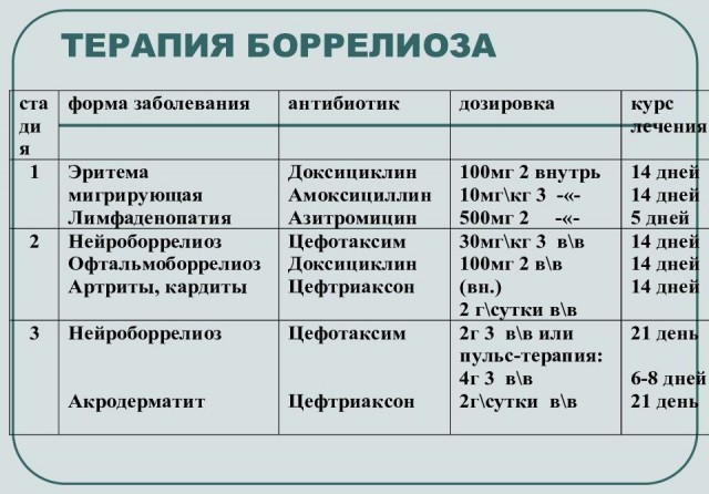 Клещ укусил