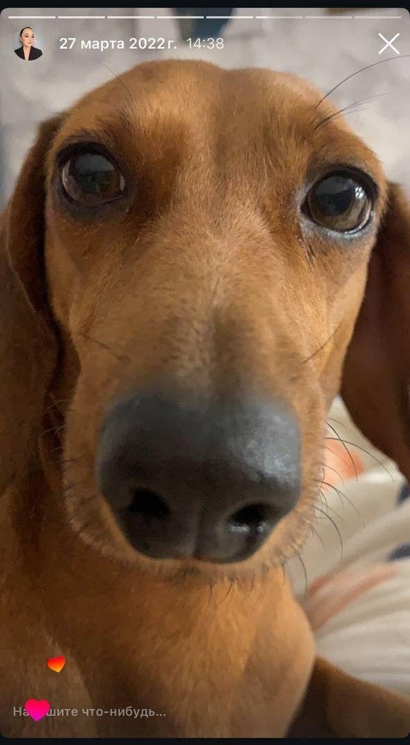Девушка из Рязани отдала собаку другу на передержку и больше никогда её не видела.