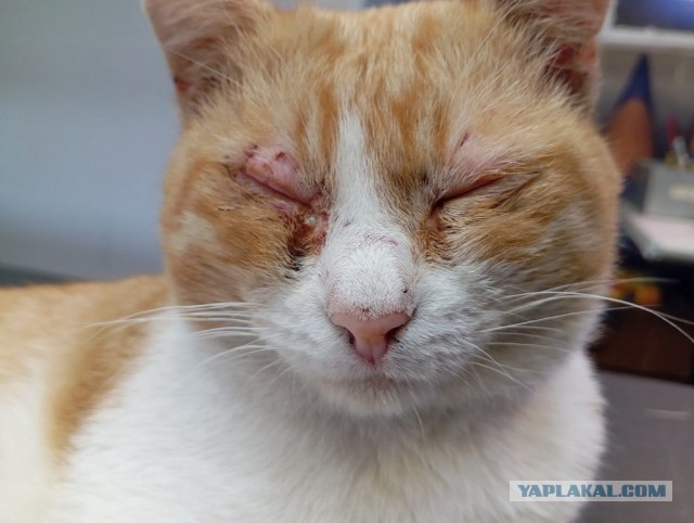 Gangsta коты!