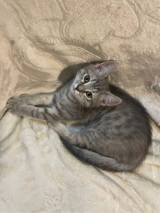 К котовторнику