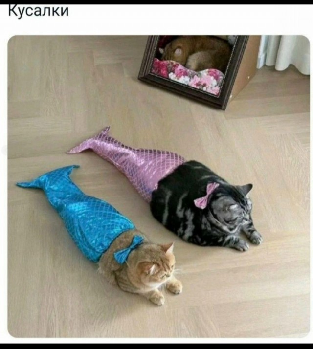 Субботние картинки