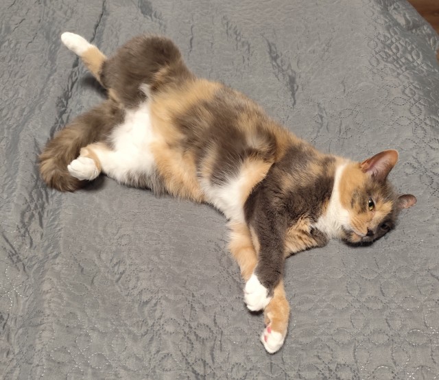 Трëхцветная кошка, которая живëт в магазине