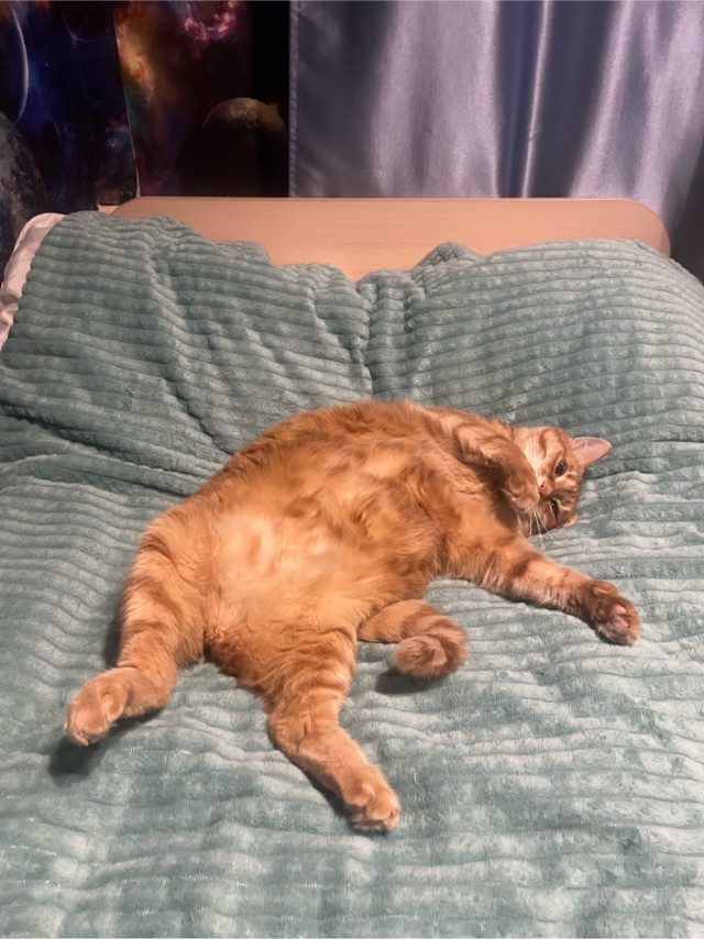 К-котовторник