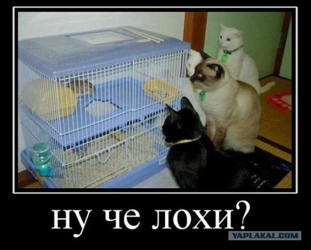 Смешные картинки