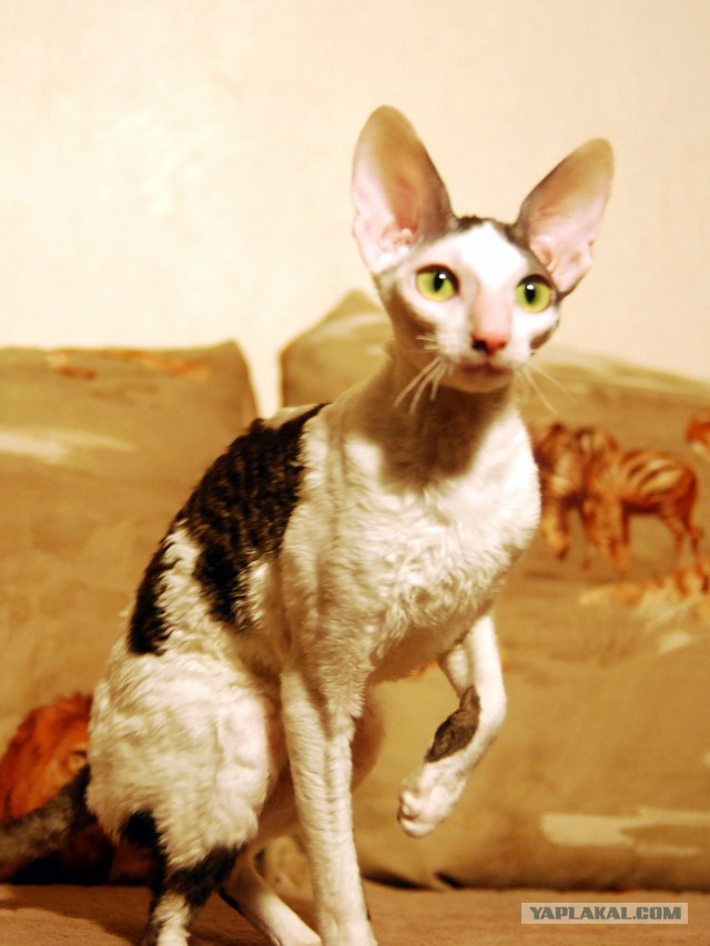 Котовторник