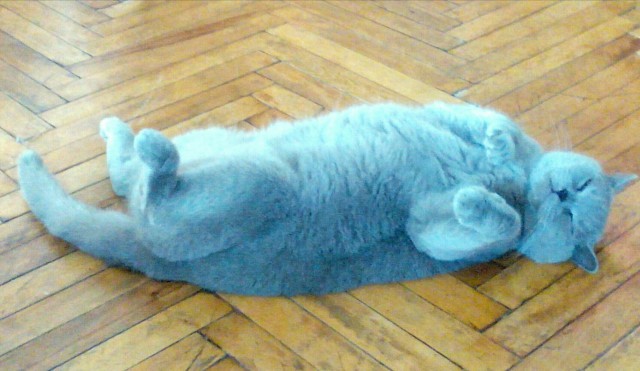 Перепись котопузов открыта=)