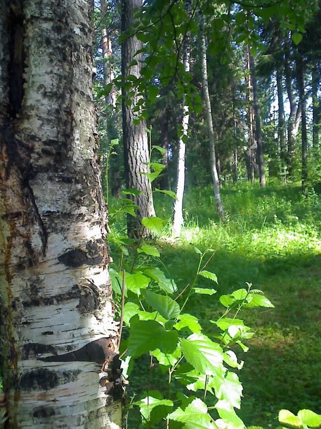 Небольшая дверь в Лето!