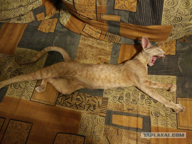 Кото-вторник 24 Мая 2016го :)