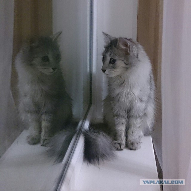 Кото-вторник 24 Мая 2016го :)