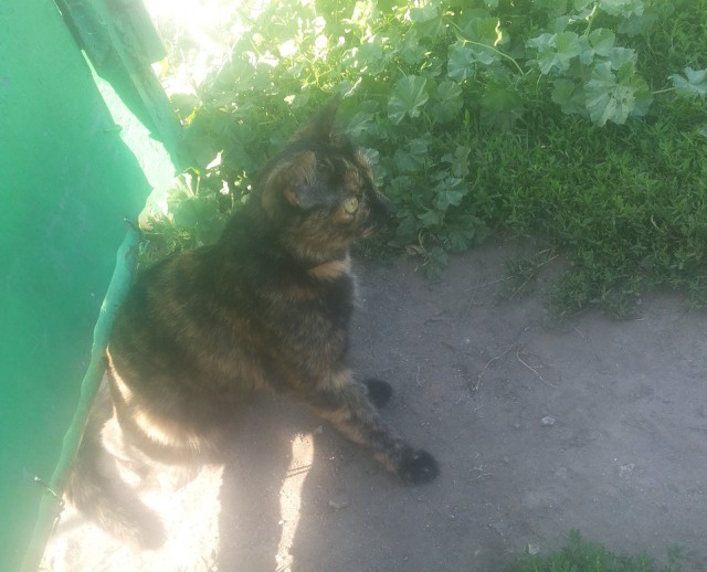 Котовторник. Алиса. Одно из лучших творений природы.