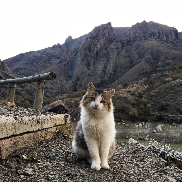Котовторник 15.11.2016