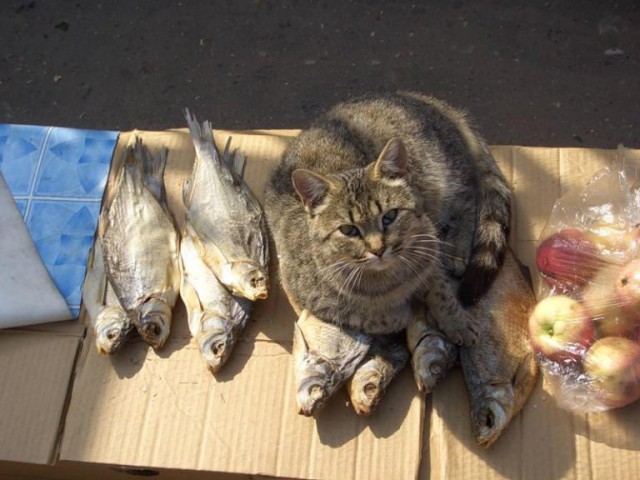Коты из сети