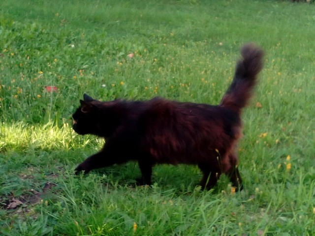 Котовторник 28.02.2017