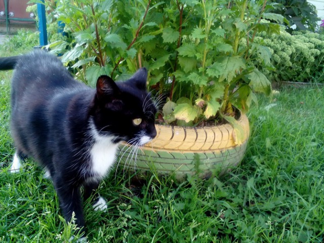 Котовторник 07.03.2017