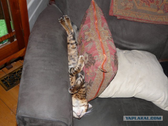 Коты и Кошки