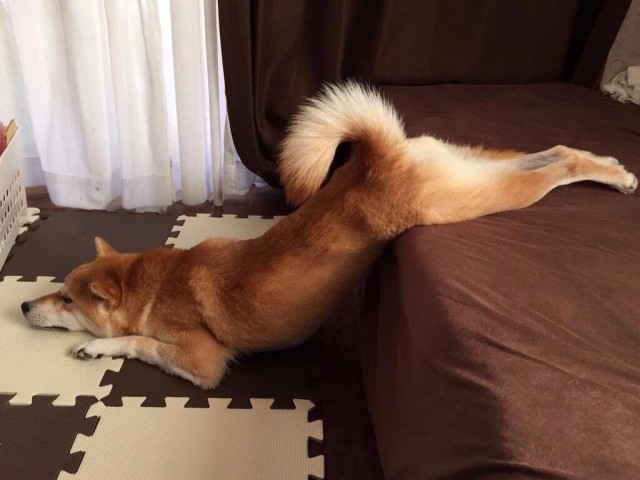 Подборка забавных животных
