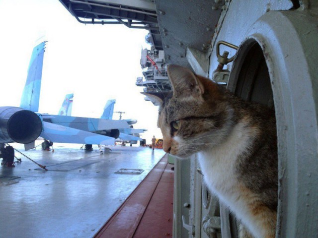 Любимец севастопольских моряков кот Боцман на полгода сбежал в Сирию