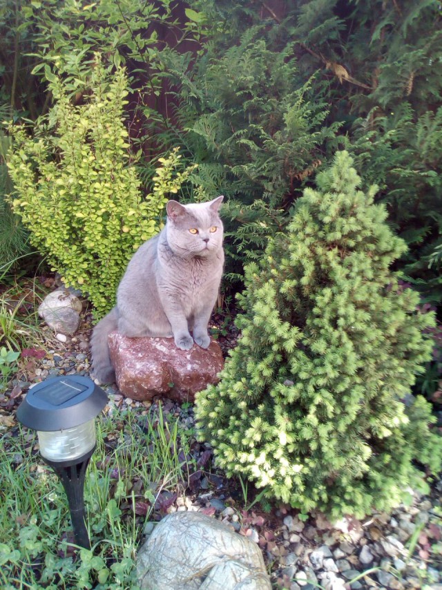Котовторник  25.07.2017