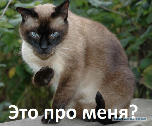 Золотой дождь