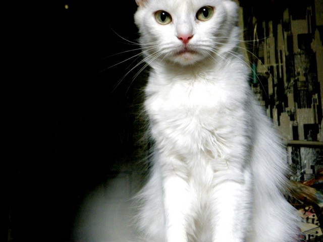 Коты и Кошки