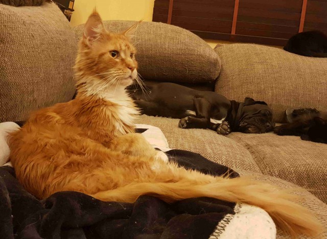 “Не бойся, я всё знаю!” Приютский кот принял бездомного котенка, как родного