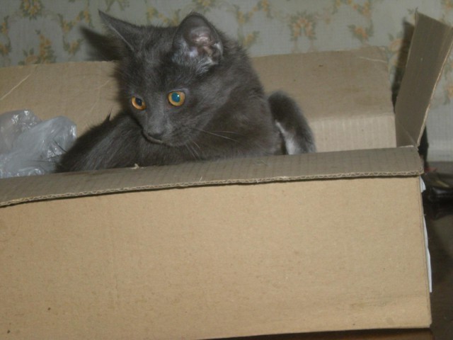 Коты и Кошки