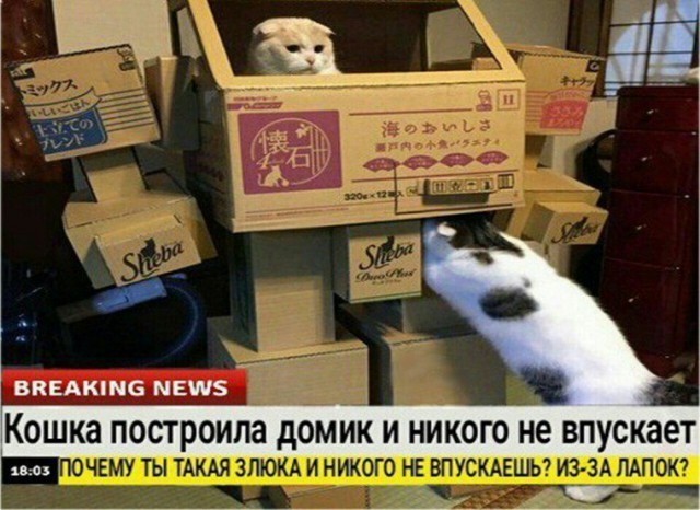 Прикольных котов пост