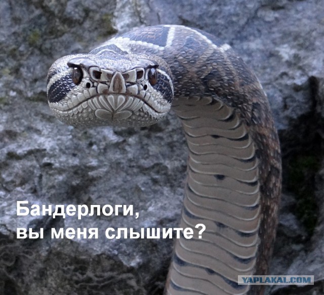 Подборка интересных и веселых картинок