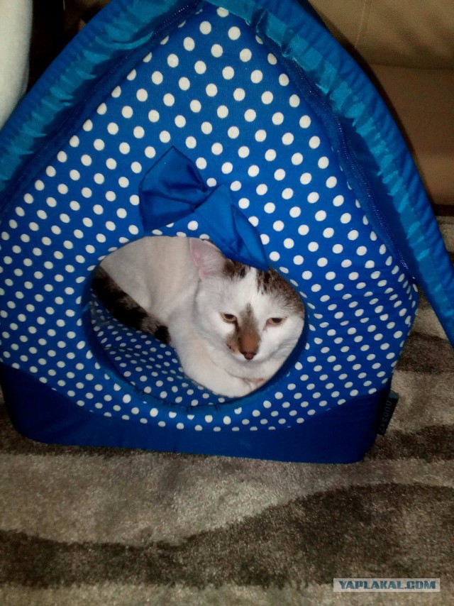 Котовторник 9.01.2018