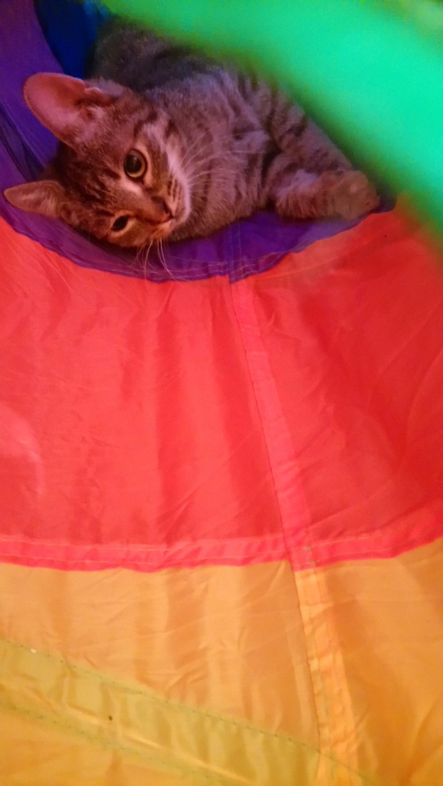 Фотобомбы котов