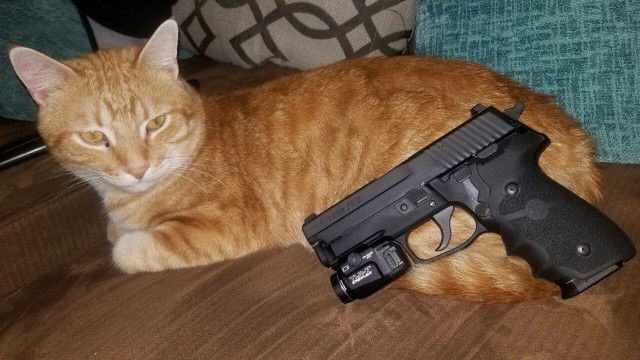 Прикольных котов пост