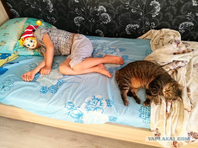 Котовторник 05.06.2018