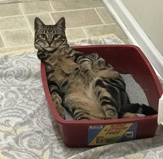 Прикольных котов пост