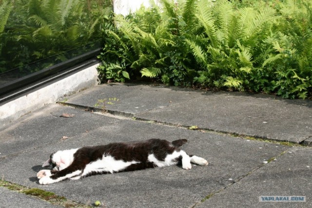 Ура, котовторник! (01.07.2008)