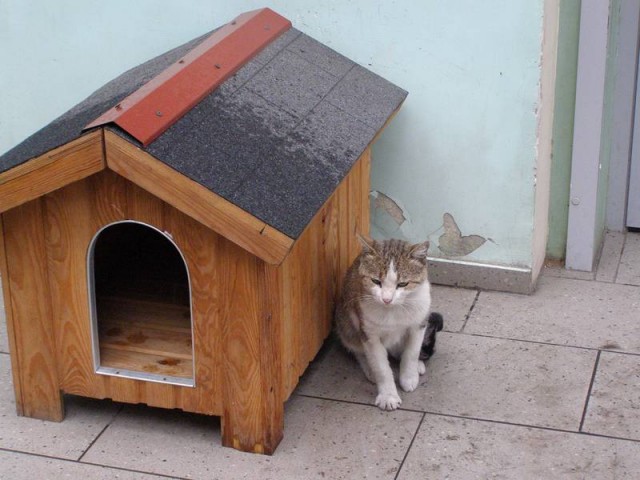 Вторничный котометъ на ЯПлакалъ