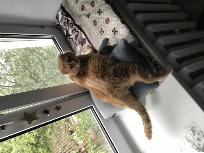 Котовторник 07.08.2018