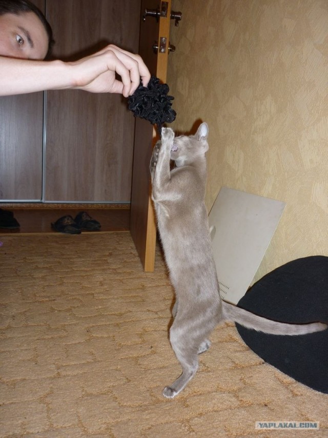 Выходные у кота