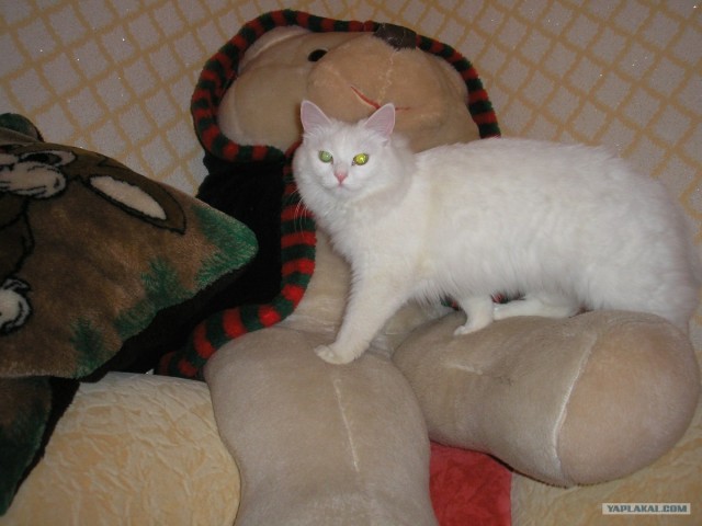 Котовторник - С праздником, котоводы!